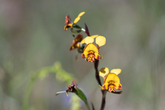 Diuris maculata