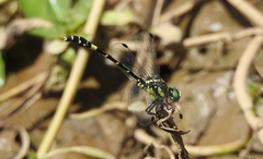 Austroepigomphus praeruptus