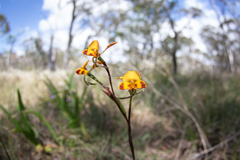 Diuris maculata
