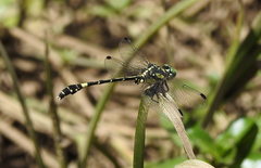 Austroepigomphus praeruptus