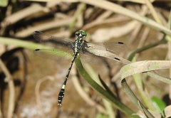 Austroepigomphus praeruptus