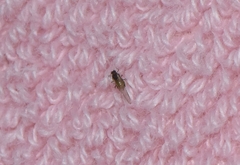 Aphis spiraecola