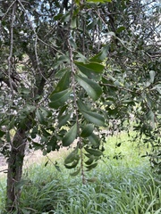 Alectryon diversifolius