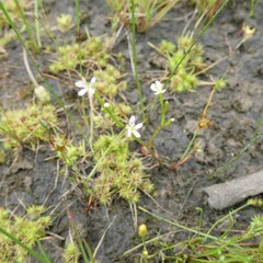 Stylidium despectum