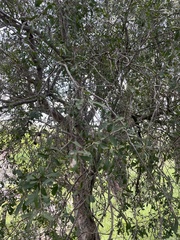 Alectryon diversifolius