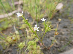 Stylidium despectum