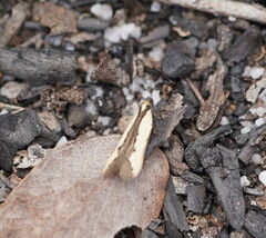 Ardozyga catarrhacta