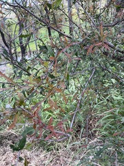 Alectryon diversifolius