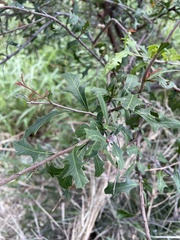 Alectryon diversifolius