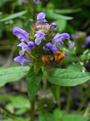 Prunella vulgaris