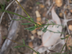 Boronia spathulata