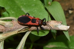 Haematoloecha nigrorufa