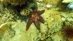 Uniophora granifera