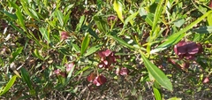 Dodonaea viscosa spatulata