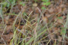 Paspalum denticulatum