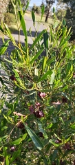 Dodonaea viscosa spatulata
