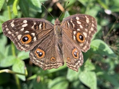 Junonia lemonias aenaria