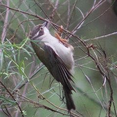 Melithreptus brevirostris