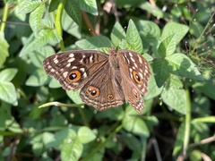 Junonia lemonias aenaria