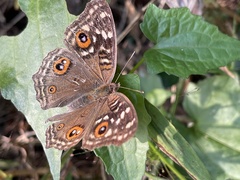 Junonia lemonias aenaria