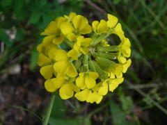 Erysimum pseudorhaeticum