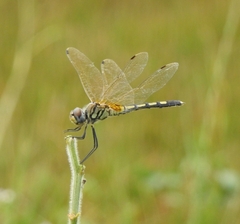 Trithemis pallidinervis
