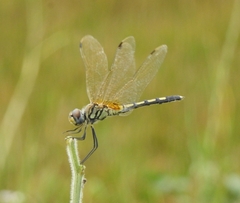 Trithemis pallidinervis