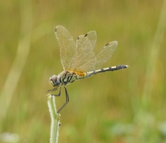 Trithemis pallidinervis