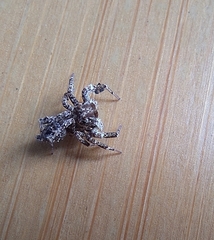 Portia labiata