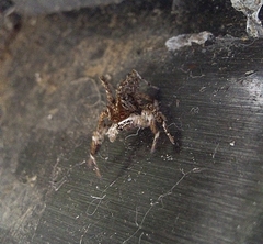 Portia labiata
