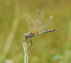 Trithemis pallidinervis