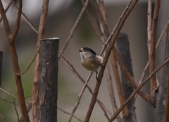 Aegithalos glaucogularis