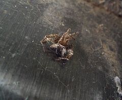 Portia labiata
