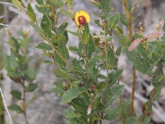 Bossiaea ornata