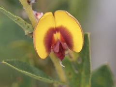 Bossiaea ornata