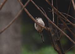 Aegithalos glaucogularis