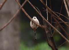 Aegithalos glaucogularis