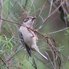 Melithreptus brevirostris