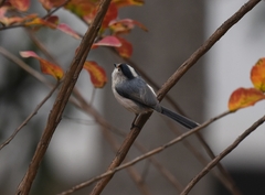 Aegithalos glaucogularis