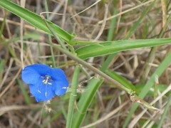 Commelina cyanea