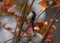 Aegithalos glaucogularis