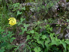 Erysimum pseudorhaeticum