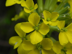 Erysimum pseudorhaeticum