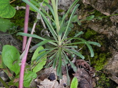 Erysimum pseudorhaeticum