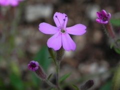 Saponaria ocymoides