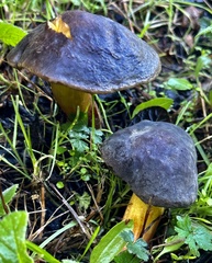 Xerocomellus zelleri