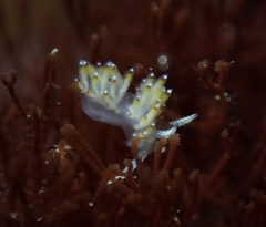Apata pricei
