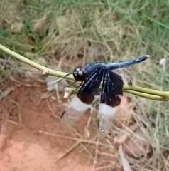 Neurothemis tullia