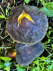 Xerocomellus zelleri