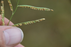 Paspalum denticulatum